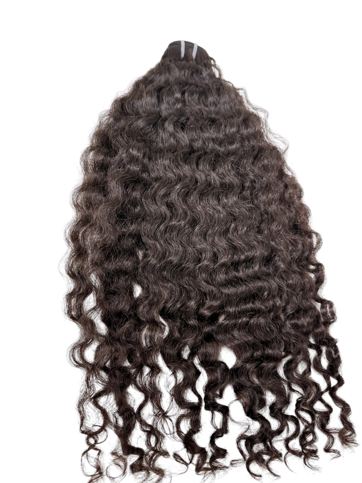 Burmese Curl